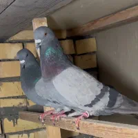 کفتر کبوتر ۵ جفت پرشی یجایی دونه ۷۵۰