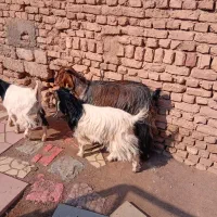 بز و بزغاله