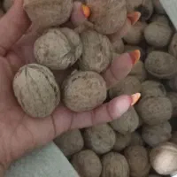 گردو محلی منطقه فیروزکوه زرین دشت|خوردنی و آشامیدنی|فیروزکوه, |دیوار