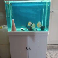 دیسکس|ماهی|کرج, باغستان|دیوار