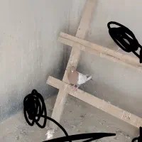 کفتر نقش. و پرشی|پرنده|یزد, |دیوار