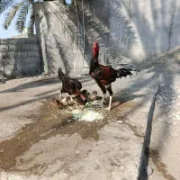 مرغ وخروس|حیوانات مزرعه|میناب, |دیوار