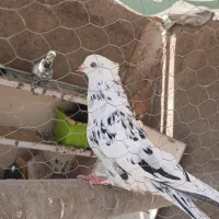 کبوتر کفتر|پرنده|قم, نیروگاه|دیوار