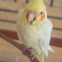 جوجه عروس هلندی|پرنده|تهران, والفجر (افسریه)|دیوار