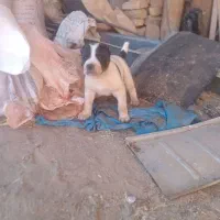 الماس طوله ماده