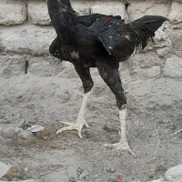 یک عدد خروس