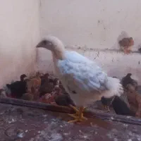 جوجه محلی نژادگلپایگانی