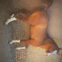 اسب نریون جوون