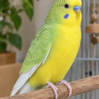 مرغ عشق