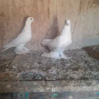 کبوتر|پرنده|یامچی, |دیوار