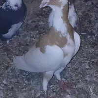 کبوتر  خاص