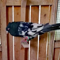 کفتر پرشی و جفتگاه