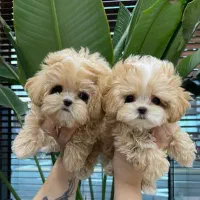 پودل مالیز سایز خیلی ریز