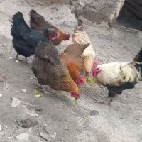 مرغ تخم گذار