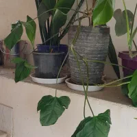گل و گیاه طبیعی یوکا سانسوریا پیتوس برگ عبایی کاج|گل و گیاه طبیعی|کرج, شهرک پردیسان|دیوار