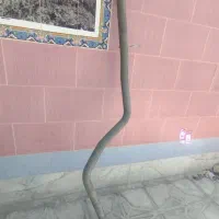 سینی سر عقب رنگ فابریک ۴۰۵ وپارس لوازم گاز سوز|قطعات یدکی و لوازم جانبی|استهبان, |دیوار