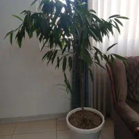 گل آپارتمانی آمستر
