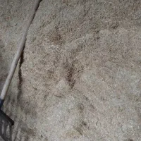 کاه سفید گندم دیم