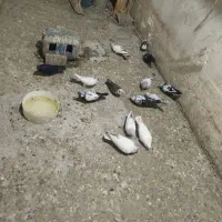 کفتر یجایی  نرو ماده پرشی هم داره
