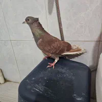 دمگیر سرخ کاکلی|پرنده|خمینی‌شهر, |دیوار