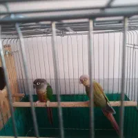 جفت گرینچیک