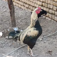 خروس|پرنده|رامند, |دیوار