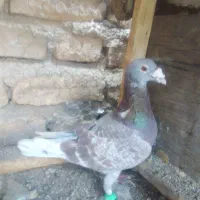 کفتر بمب