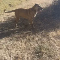 سگ ۴ساله گله ای