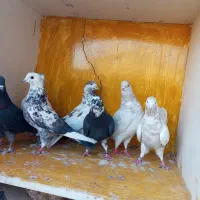 کبوتر پرشی شکار|پرنده|یزد, |دیوار