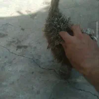 جوجه شترمرغ