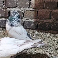 کبوتر کله دم سبز نوک چفت قنار کله ای نوک ریز دمی|پرنده|خزل, |دیوار