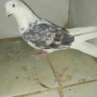 کبوتر نر خوشونه|پرنده|الشتر, |دیوار