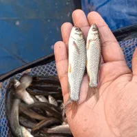 بچه ماهی سفید مخصوص اب انبارهای باغ بخوانید