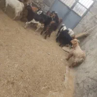 32 عدد کهره ماده ..0 به فروش