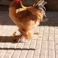 تخم نطفه دار سلطان