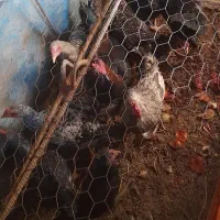 خروس محلی سالم و سرحال