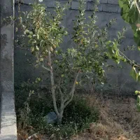 شاهنامه69روستای-خرق-دور-دیوار-آب-دو-ساعت-ملکی