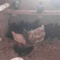 جوجه ونیمچهمرندی