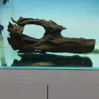 تنه چوب آبنوس خاص ۴/۶۰۰کیلوگرم.آکواریوم.ماهی