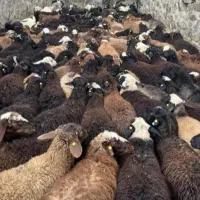 گوسفند اذربایجان بره نر درجه یک پرواری|حیوانات مزرعه|قم, باسکول|دیوار