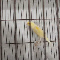 قناری ماده آماده
