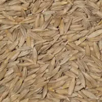 بذر جو بج