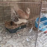 جفت کفتر خش