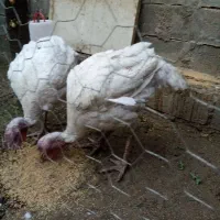 بیوتی سفید محلی|حیوانات مزرعه|بانه, |دیوار