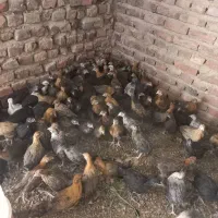 جوجه محلی