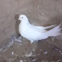 سفید نر|پرنده|میاندوآب, |دیوار