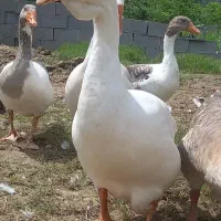 قوغاز