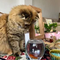 گربه ی بریتیش