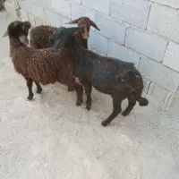 سه راس بره ماده سالم