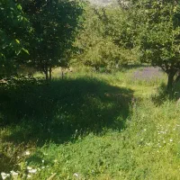 یک-قطعه-زمین-باغ-نرسیده-به-روستای-ارزانفود